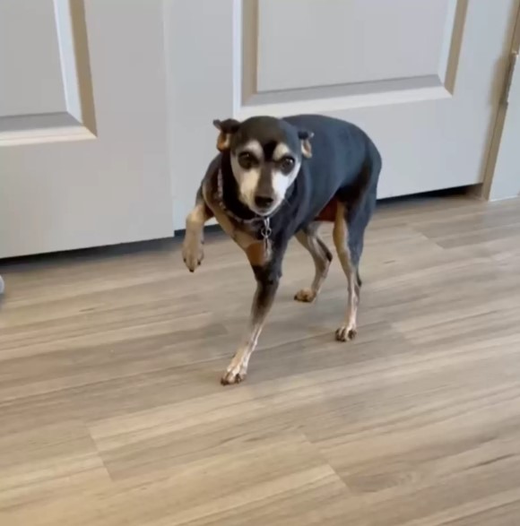the-dog-with-its-front-paw-raised-is-standing-on-the-laminate the dog with its front paw raised is standing on the laminate