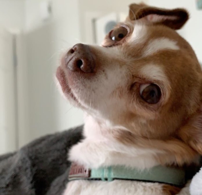 the-look-of-a-cute-chihuahua the look of a cute chihuahua
