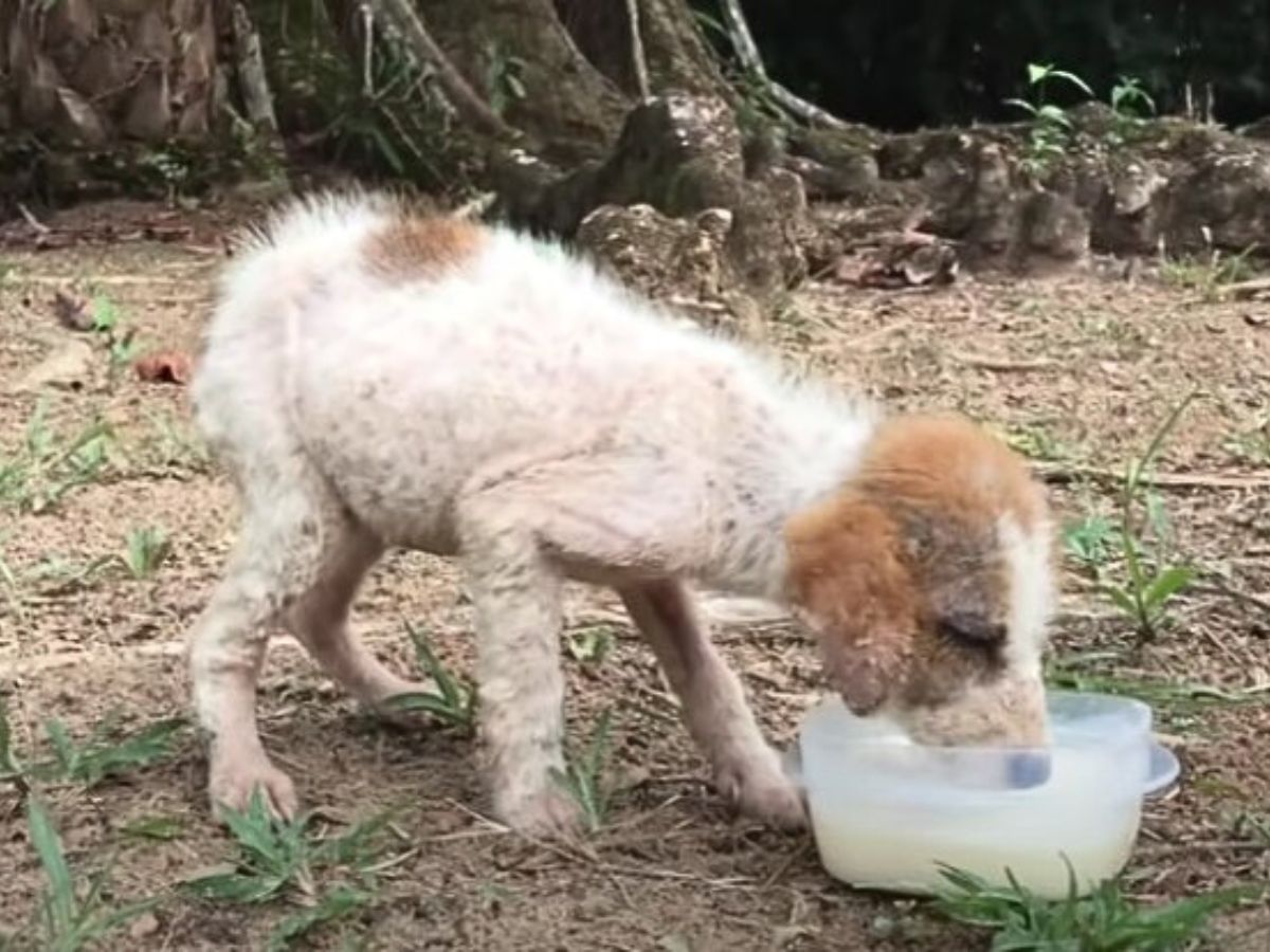 the-rescued-dog-drinks-water-from-a-plastic-container the rescued dog drinks water from a plastic container