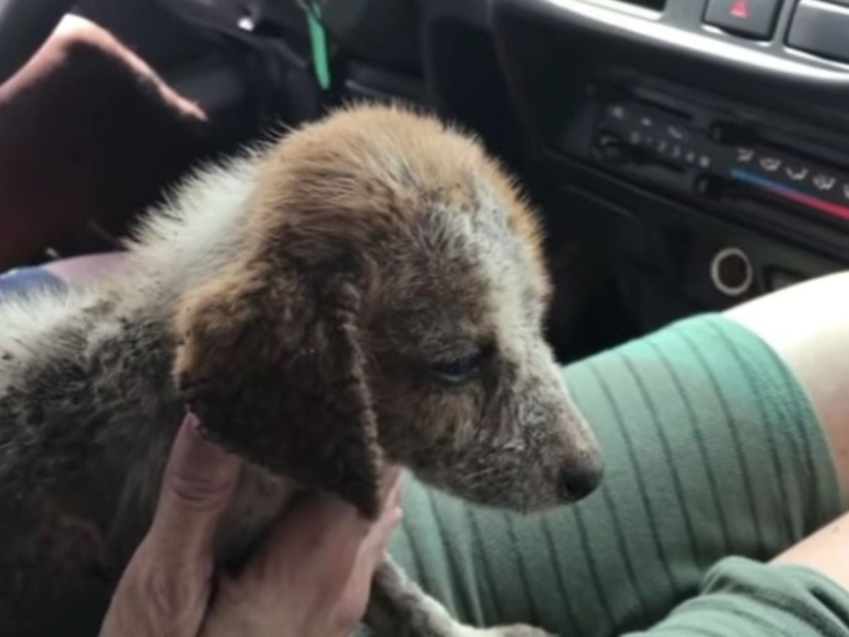 the-rescued-puppy-is-riding-in-the-car the rescued puppy is riding in the car
