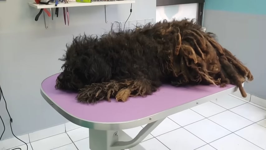 the-vet-lies-on-the-suction-table the vet lies on the suction table