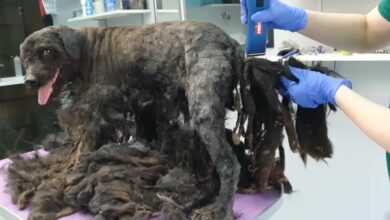the vet removes the hair from the dog's tail