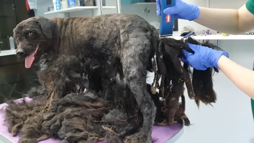 the-vet-removes-the-hair-from-the-dogs-tail the vet removes the hair from the dog's tail