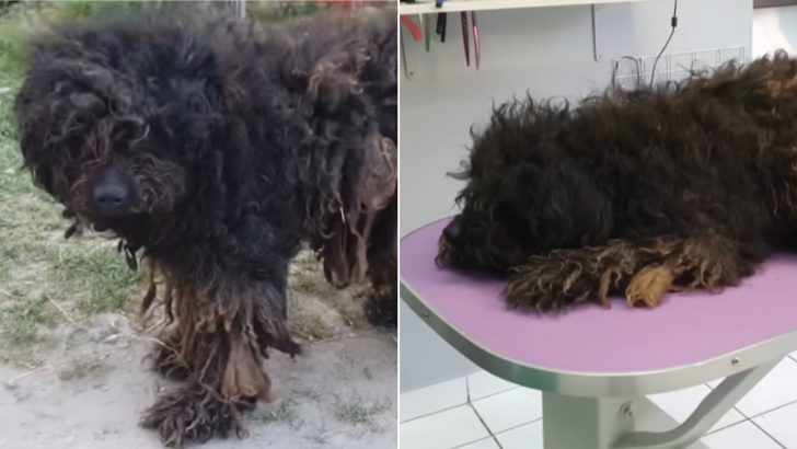 this-dog-gets-an-astonishing-makeover-after-getting-his-dreadlocks-shaved-728x410-1 Dog With Terrible Dreadlocks Gets The Most Amazing Makeover Ever