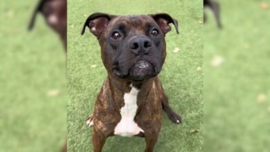 A Sweetest Dog Was Sent To A Shelter After Her Owner Lost The House
