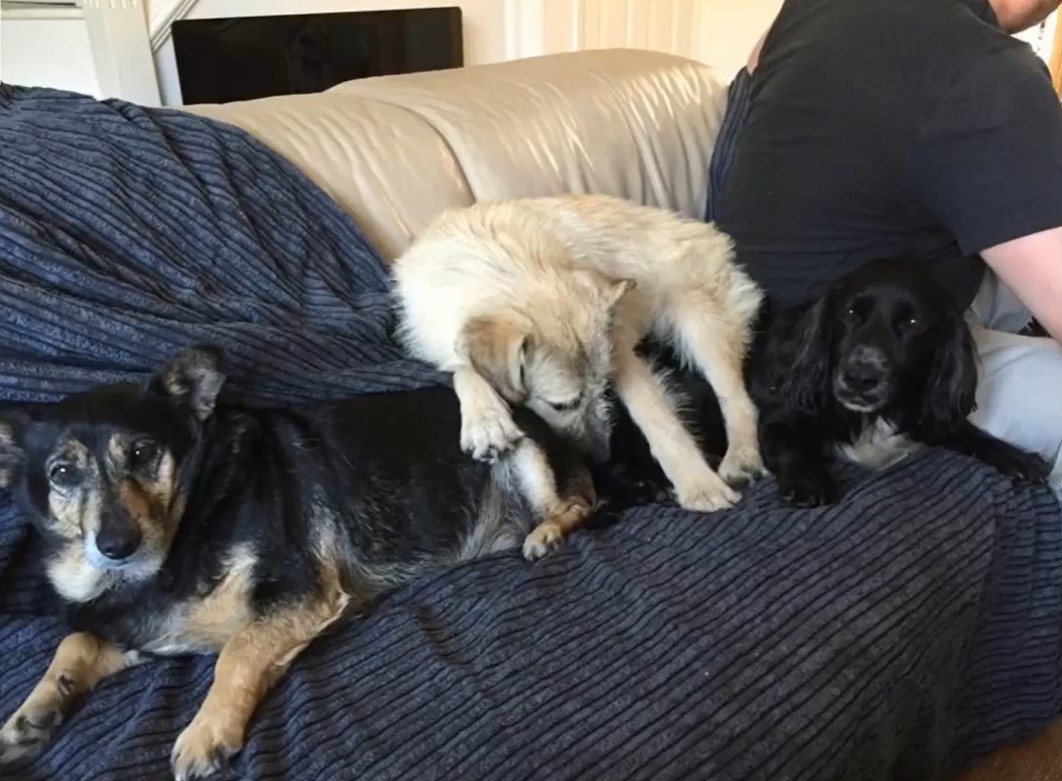 three-dogs-on-the-couch three dogs on the couch
