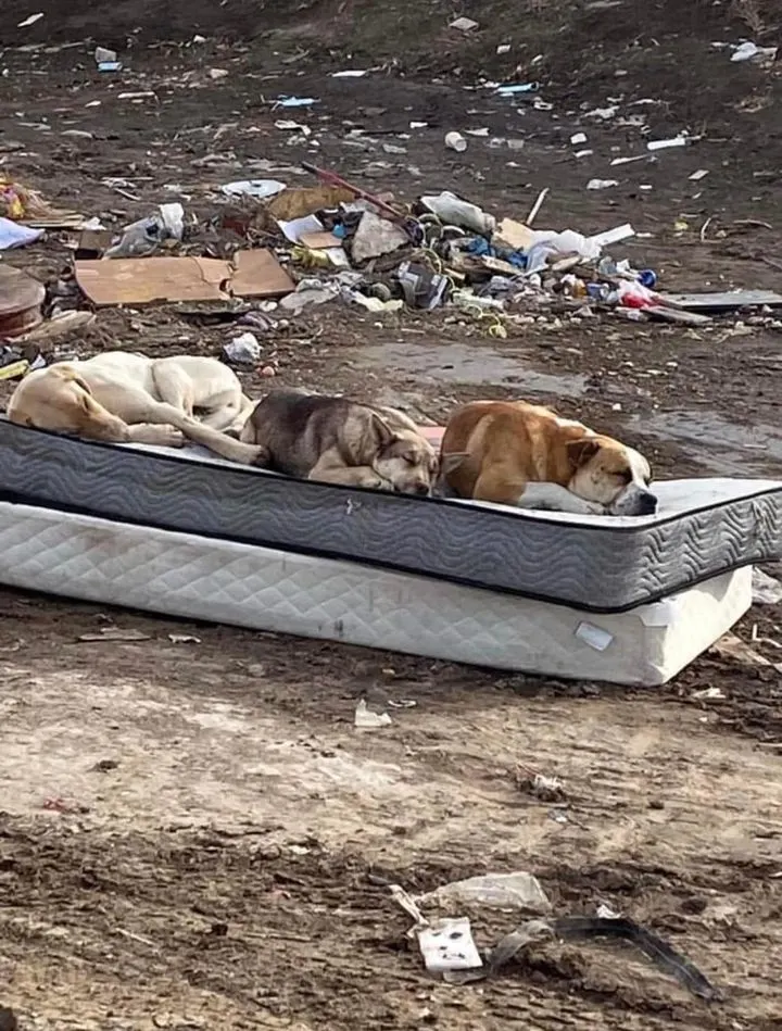 three-dogs-sleeping-on-a-dumpsite three dogs sleeping on a dumpsite