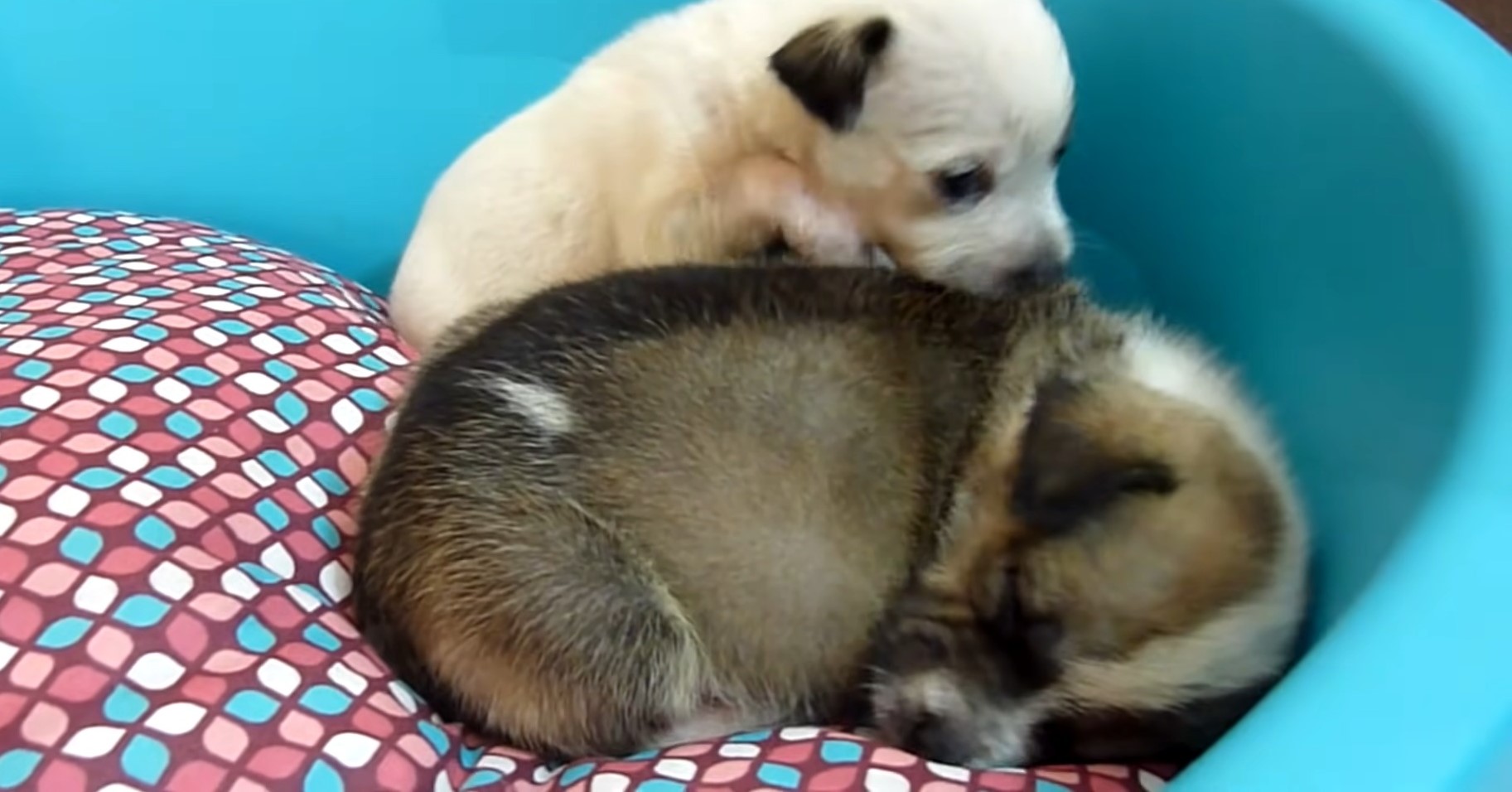 two-cute-puppies-laying-in-the-box two cute puppies laying in the box