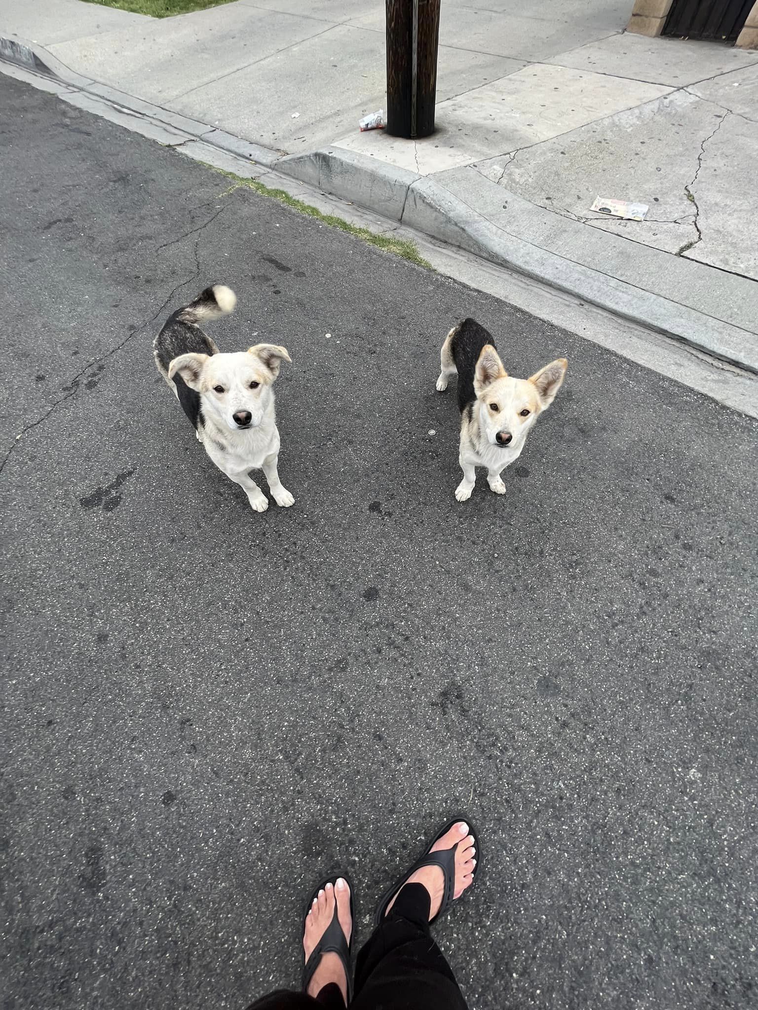two-dogs-looking-at-woman two dogs looking at woman