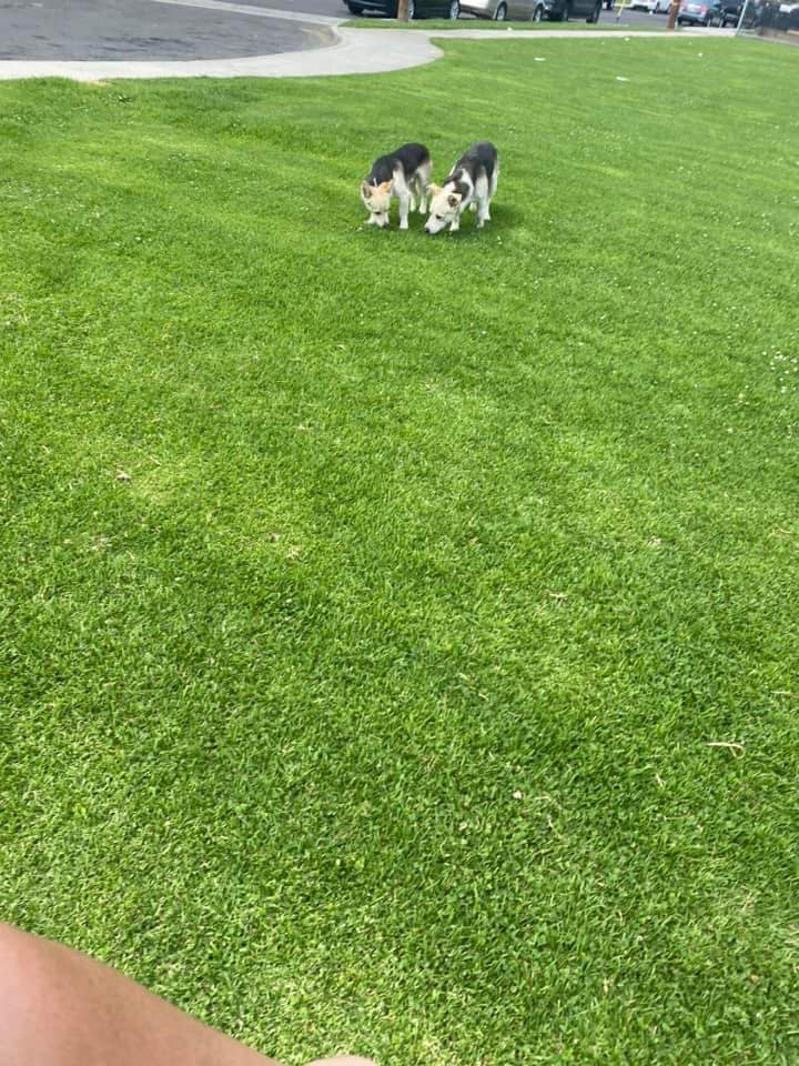 two-dogs-on-green-grass two dogs on green grass