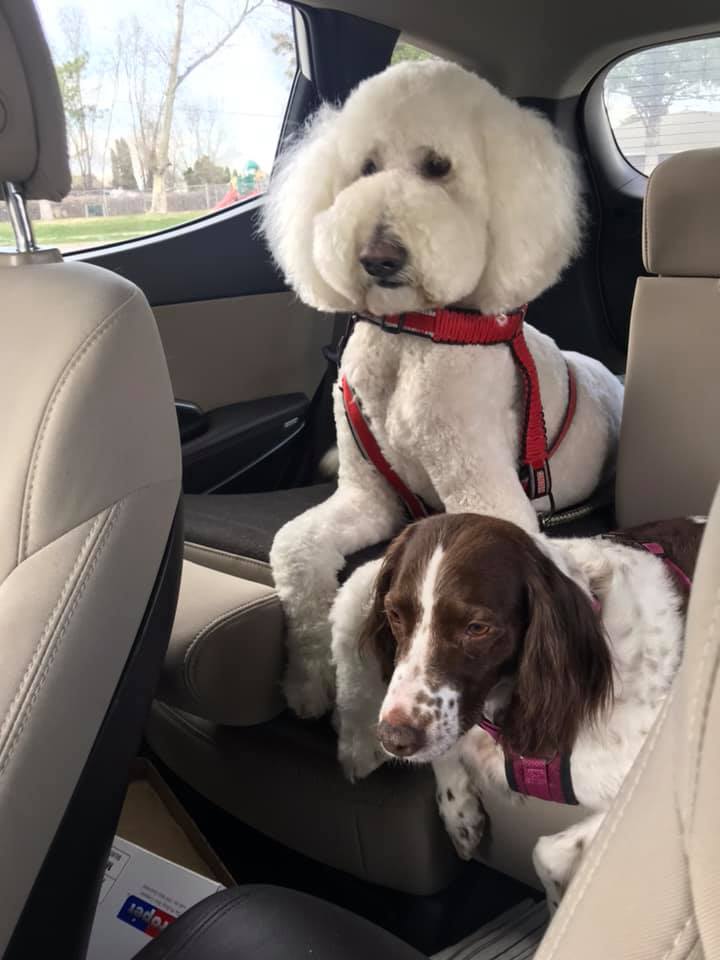 two-dogs-sitting-in-the-car two dogs sitting in the car
