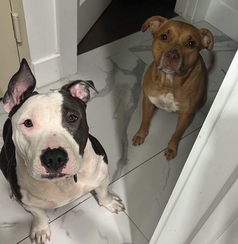 two-dogs-sitting two dogs sitting