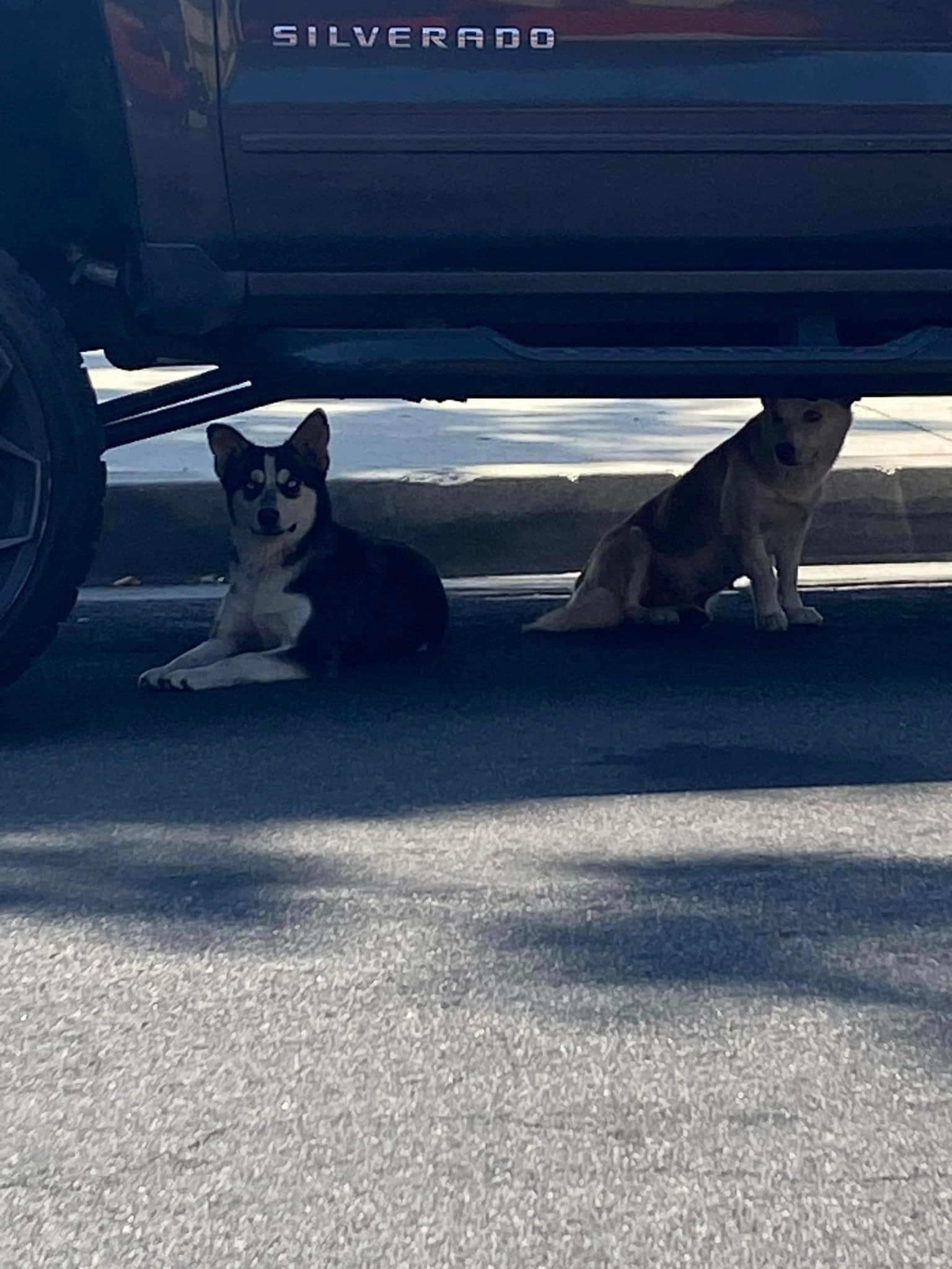 two-dogs-under-the-car two dogs under the car