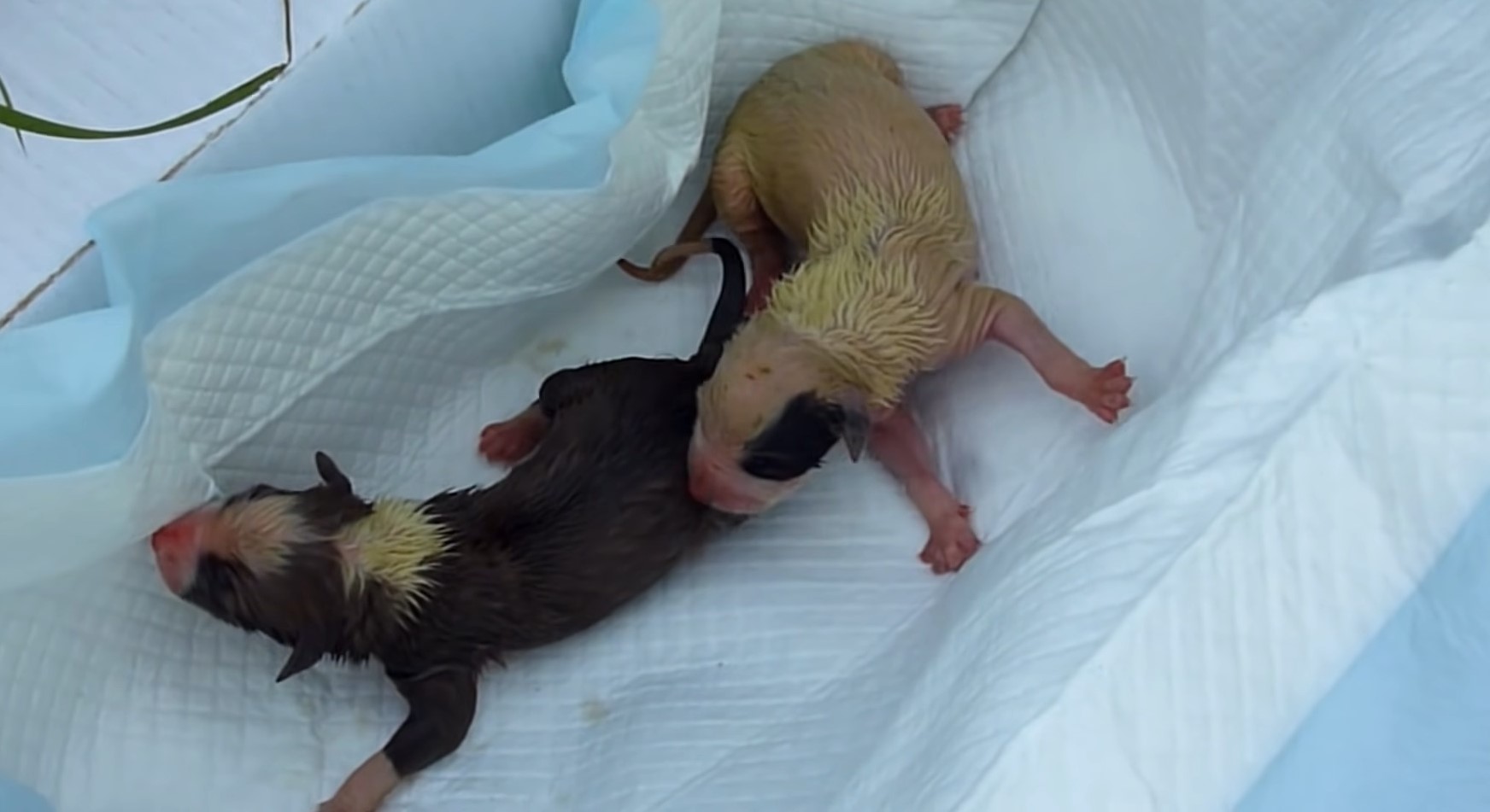 two-newborn-puppies two newborn puppies