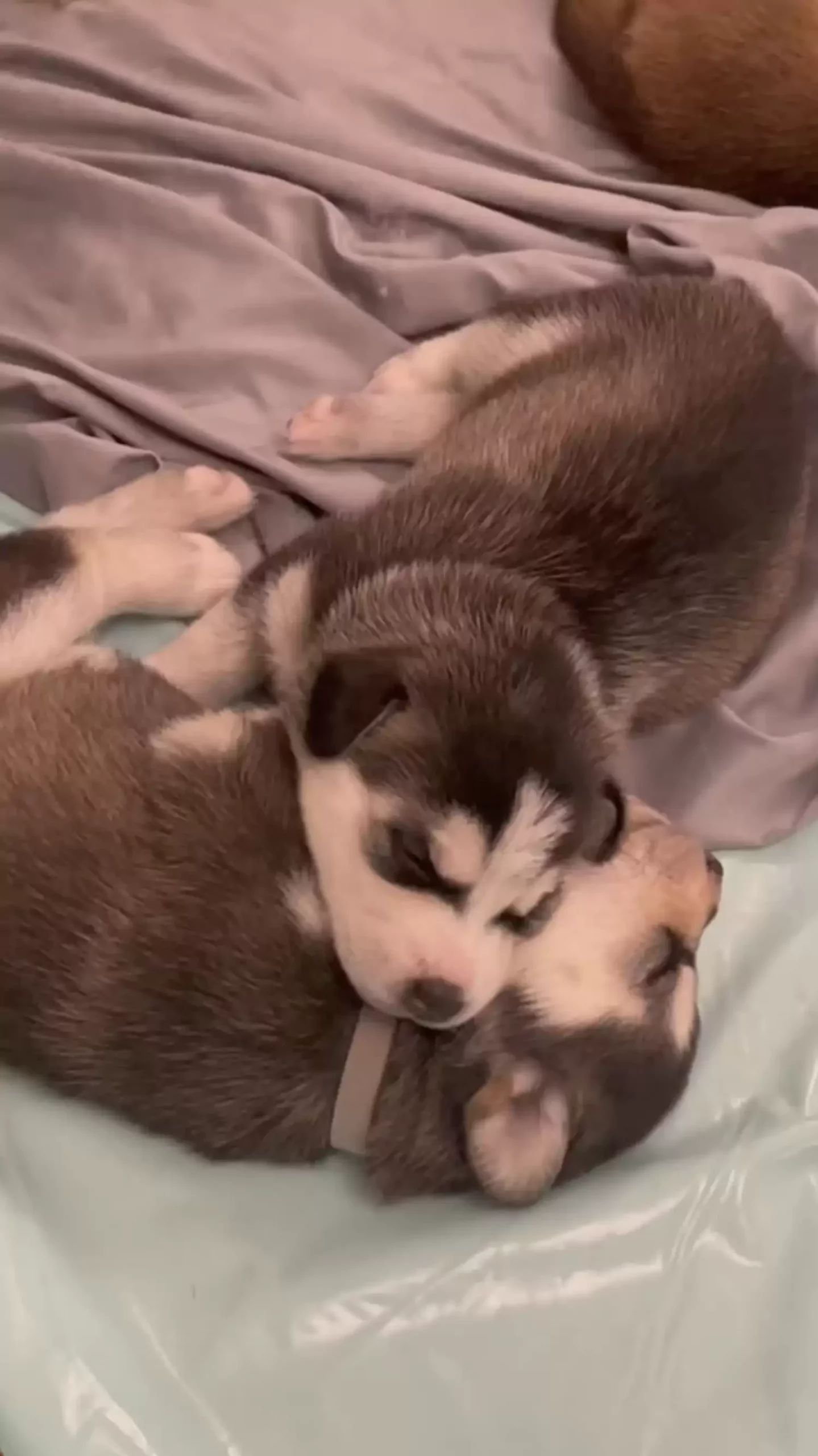two-puppies-sleeping-side-by-side-on-the-bed-scaled-1 two puppies sleeping side by side on the bed