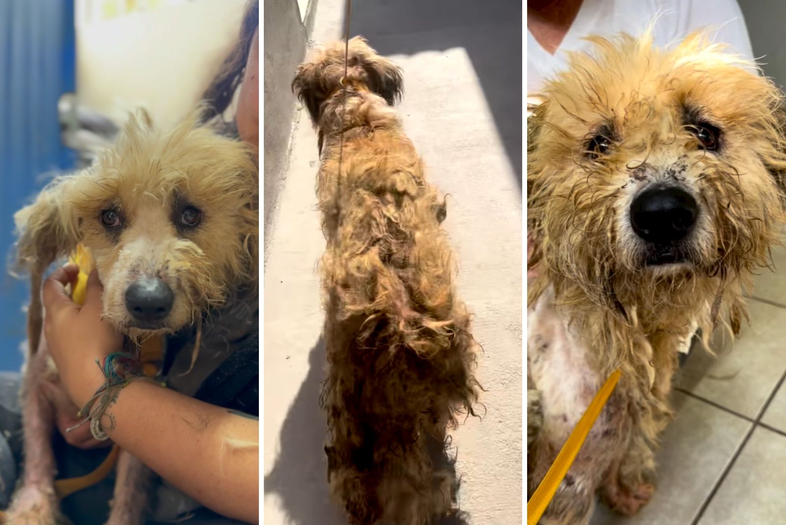 very-matted-rescue-dog very matted rescue dog