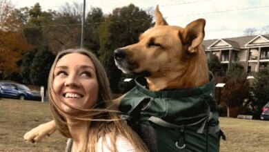 Woman Adopts A Breathtaking Dog, Then She Finds Out The Sad Truth