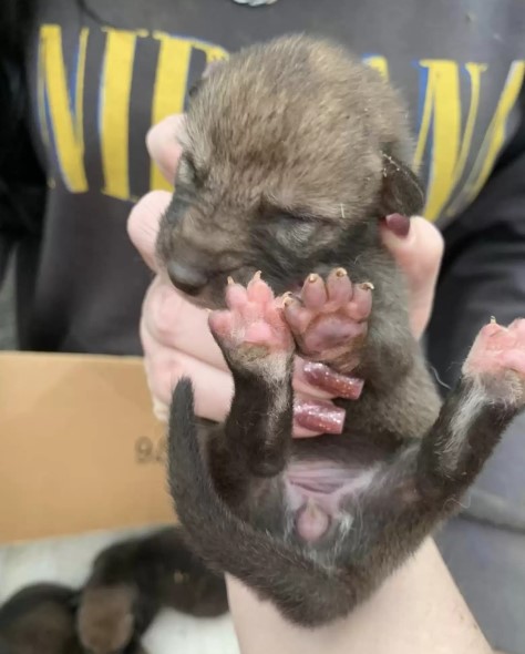 woman-holding-baby-coyote woman holding baby coyote