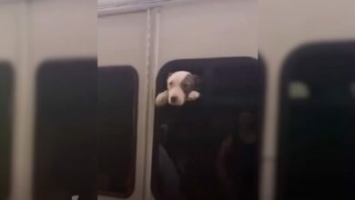 Woman Spots A Crying Pup Trapped In A Stolen Bus