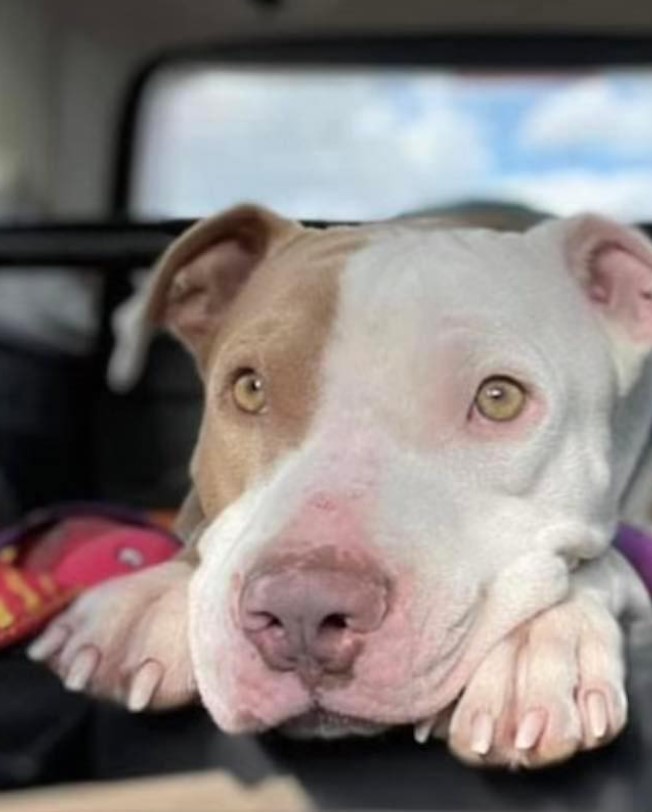 a-dog-that-found-its-home a dog that found its home