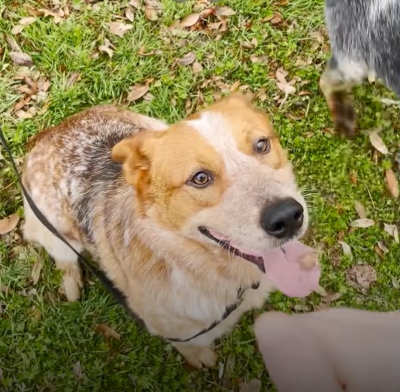 a-smiling-dog-sits-in-the-park-and-looks-at-the-camera a smiling dog sits in the park and looks at the camera