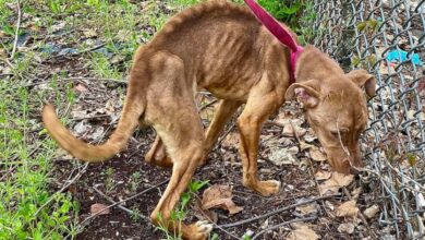 a starving dog sniffs by the fence