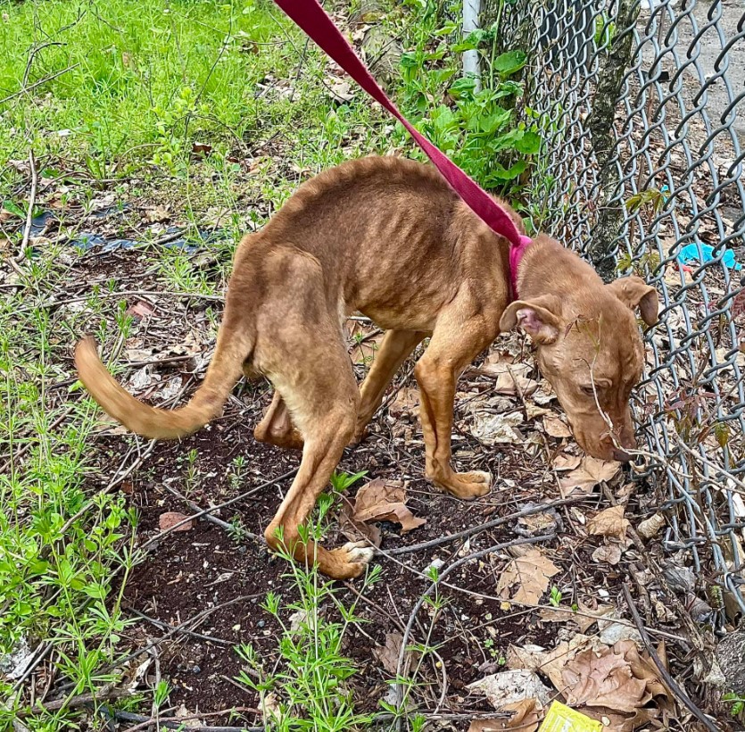 a-starving-dog-sniffs-by-the-fence a starving dog sniffs by the fence