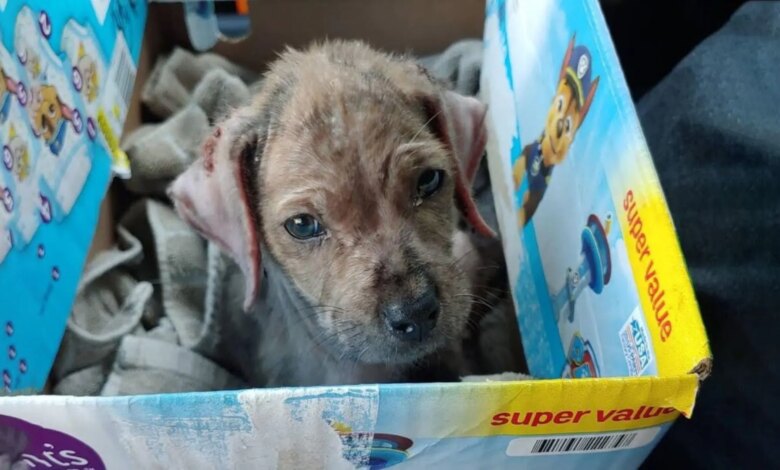 A Sweet Dog Found In A Blanket Next To A Busy Road Was Finally Rescued