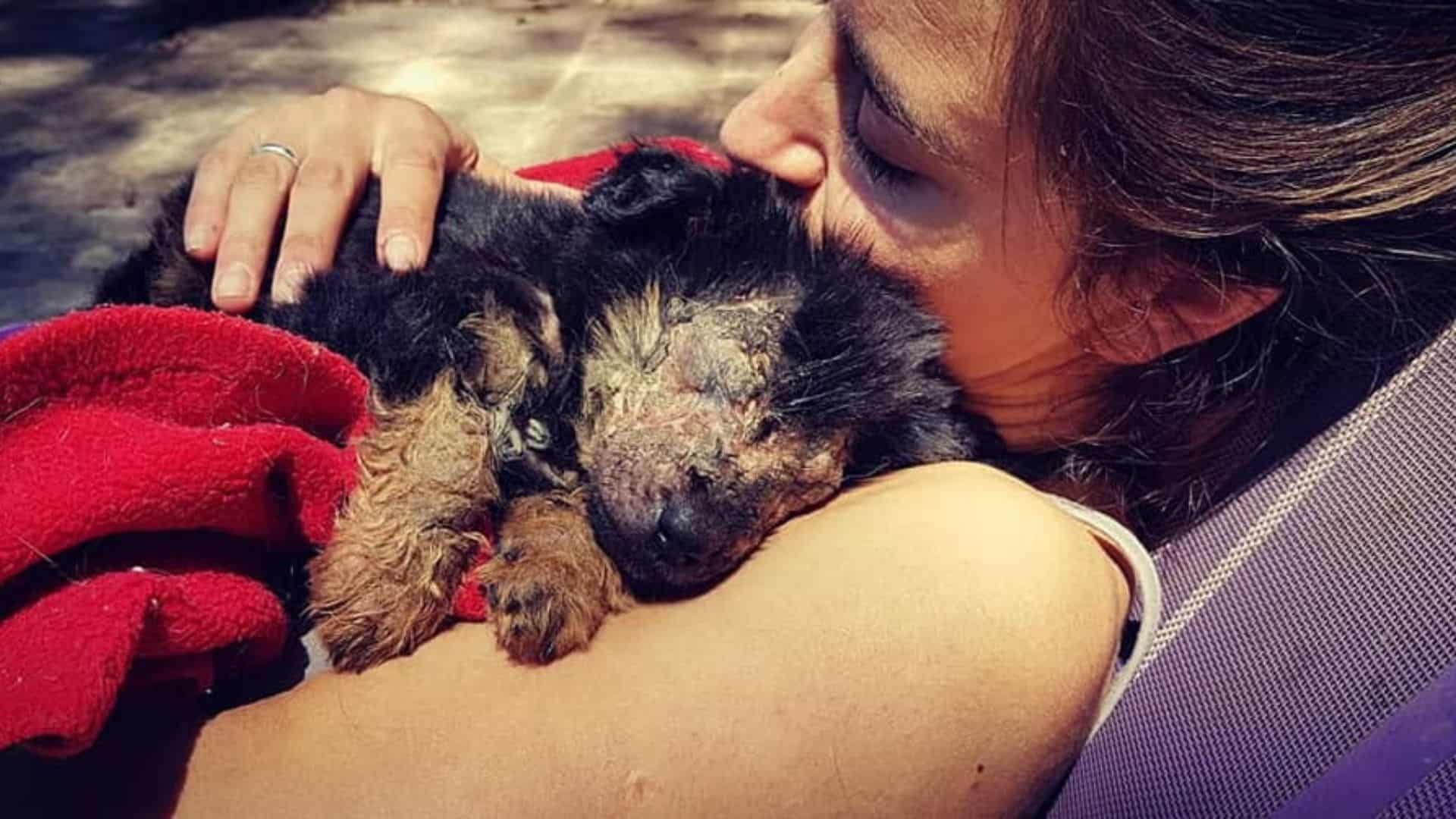 abandoned-puppy-completely-transforms-into-gorgeous-dog-with-the-help-of-his-rescuer Puppy With A Serious Medical Condition Gets His Vision Back After An Amazing Transformation