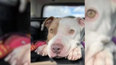 After Nearly 3 Years Of Waiting, A Rescue Named Bones Has Found His Forever Home