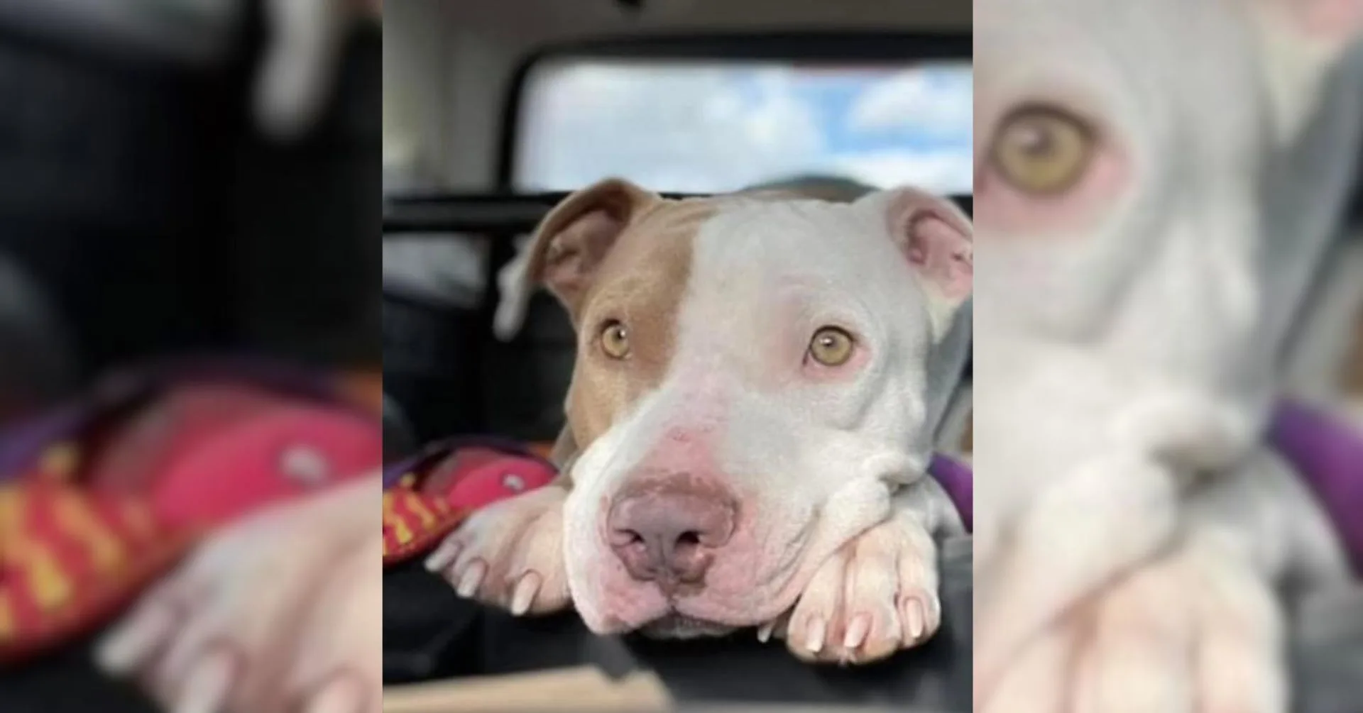 after-nearly-3-years-of-waiting-a-rescue-named-bones-has-found-his-forever-home After Nearly 3 Years Of Waiting, A Rescue Named Bones Has Found His Forever Home