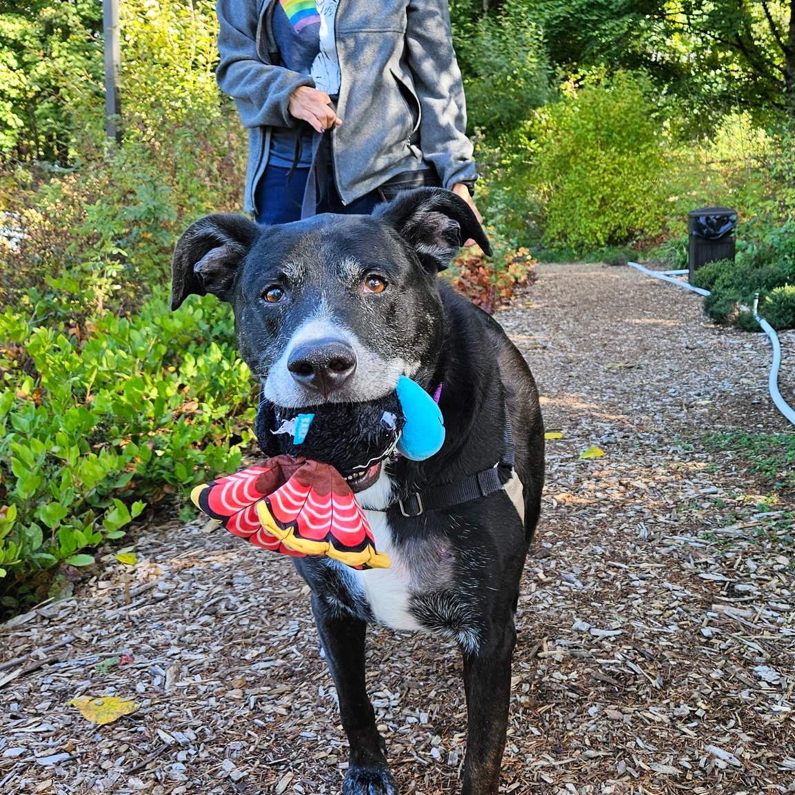 black-dog-and-owner-walking-in-a-nature black dog and owner walking in a nature