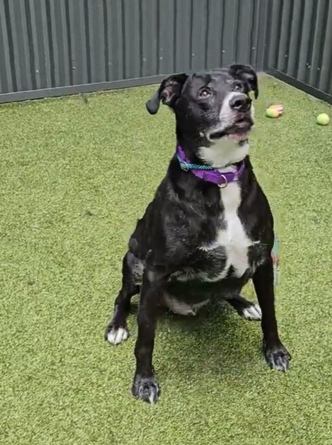 black-dog-standing black dog standing