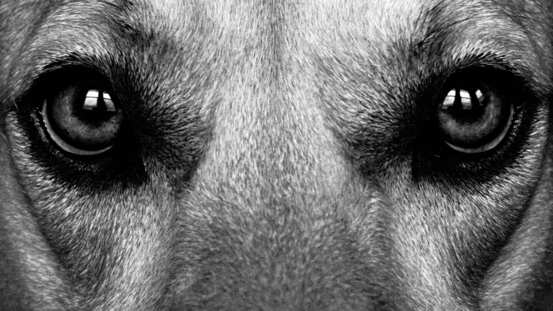 decoding-the-things-dogs-can-see-that-humans-cant What Are The Things Dogs Can See That Humans Can’t?