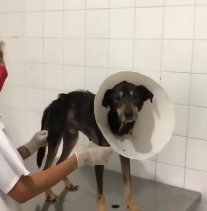 dog-at-vets-with-cone-around-his-neck dog at vet's with cone around his neck