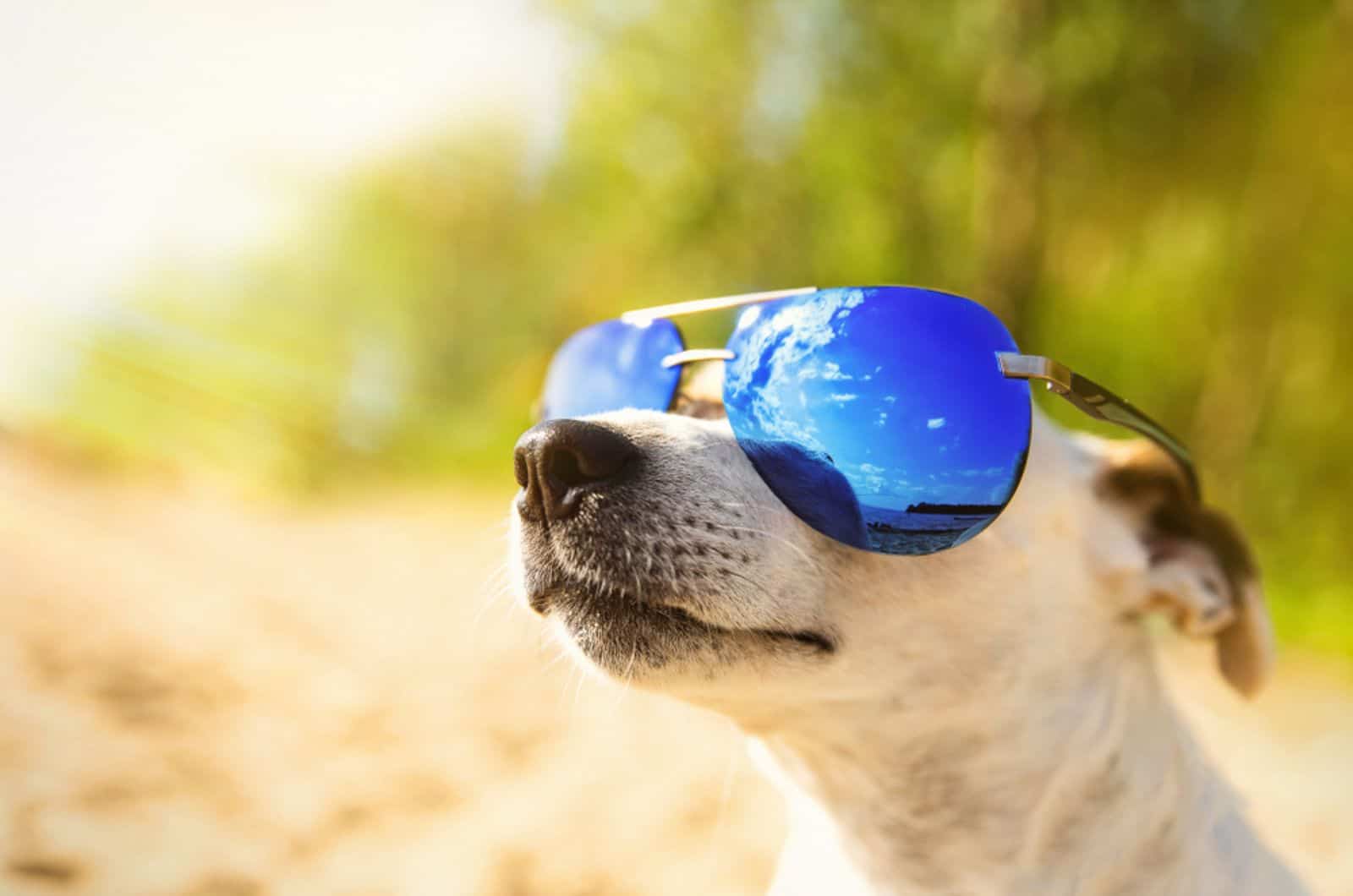 dog-in-sunglasses dog in sunglasses looking at sky