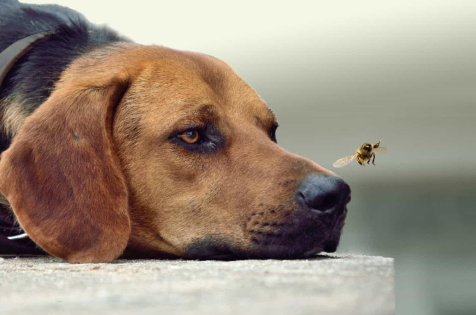 dog-looking-at-a-flying-bee dog looking at a flying bee in front of his nose