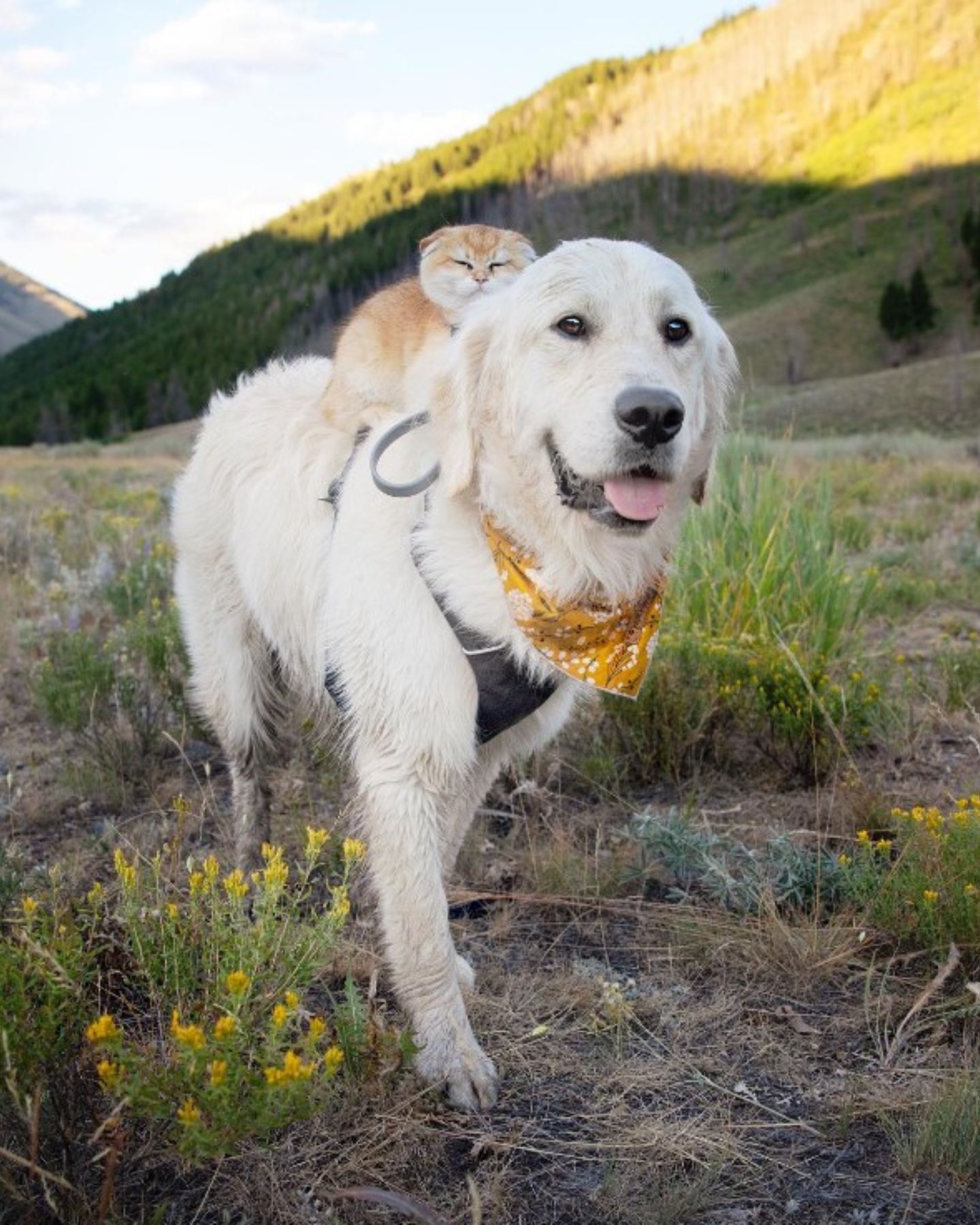 dog-walking-on-gradd-with-kitten-on-his-back dog walking on grass with kitten on his back