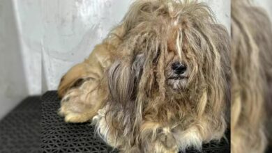 Dog With An Incredibly Matted Main Has An Amazing Transformation After Going To The Groomer
