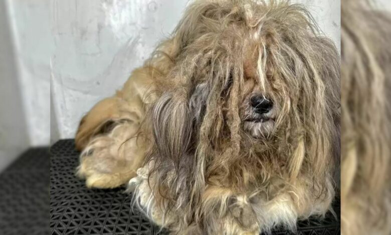 Dog With An Incredibly Matted Main Has An Amazing Transformation After Going To The Groomer