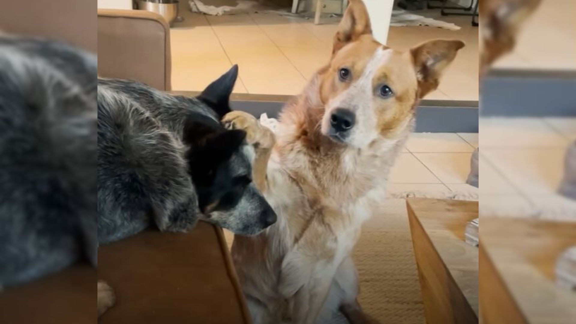 dog-who-was-facing-euthanasia-ends-up-getting-a-second-chance-at-life Kind Woman Saves Dog From Euthanization At The Last Minute