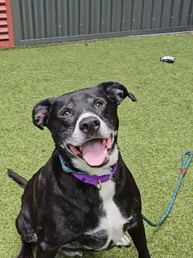 happy-black-dog-1 happy black dog