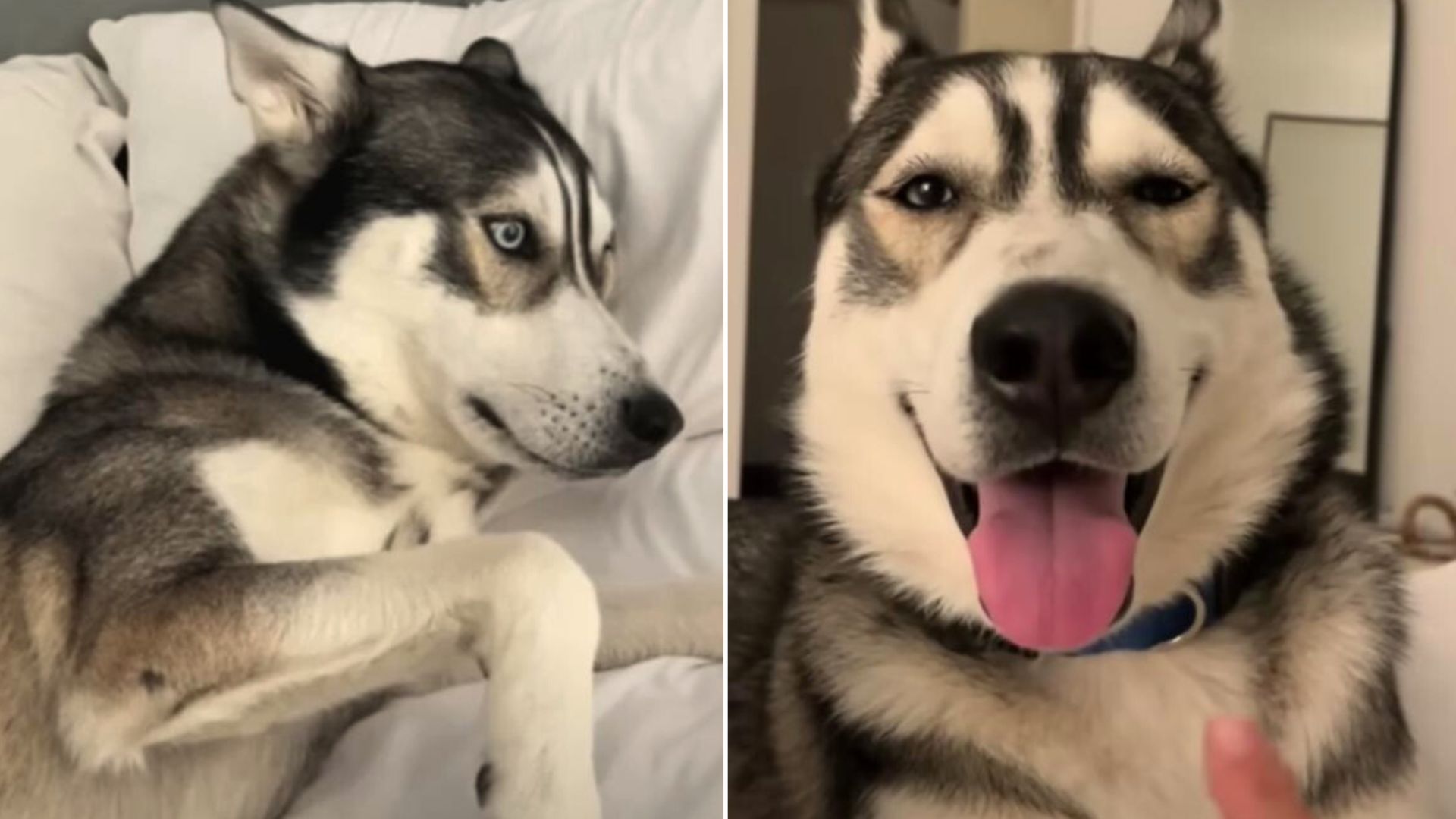 husky-abandoned-by-family-refuses-to-talk-until-he-meets-his-new-mom Husky Abandoned By Family Refuses To “Talk” Until He Meets His New Mom