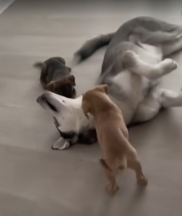 husky-enjoys-playing-with-small-puppies Husky enjoys playing with small puppies