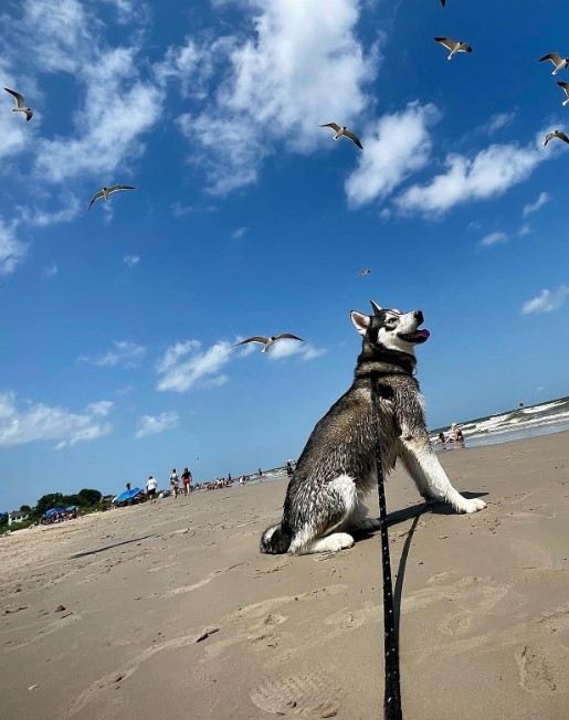 husky-enjoys-the-beach husky enjoys the beach