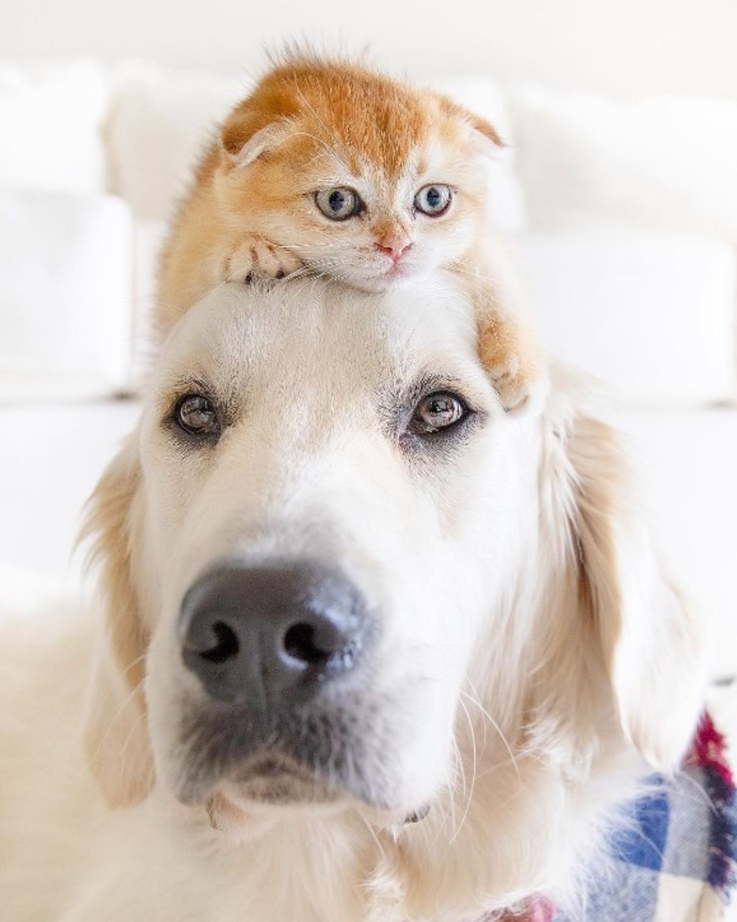 kitten-od-dogs-head kitten on dog's head