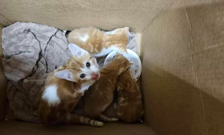 kittens in a box