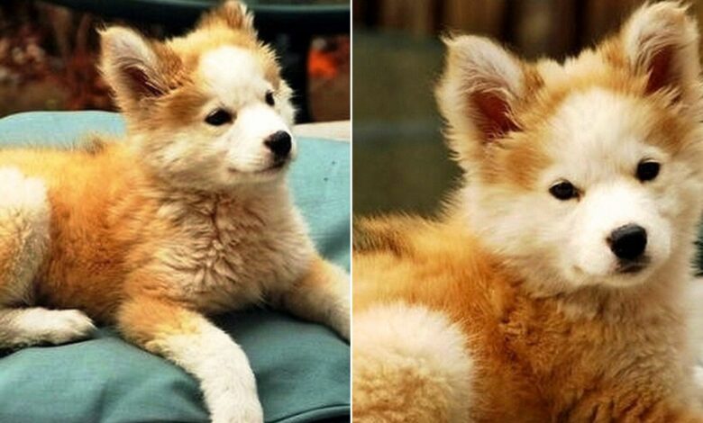 Man Saves A Mutt Puppy From The Street, Shocked To Learn Her True Identity
