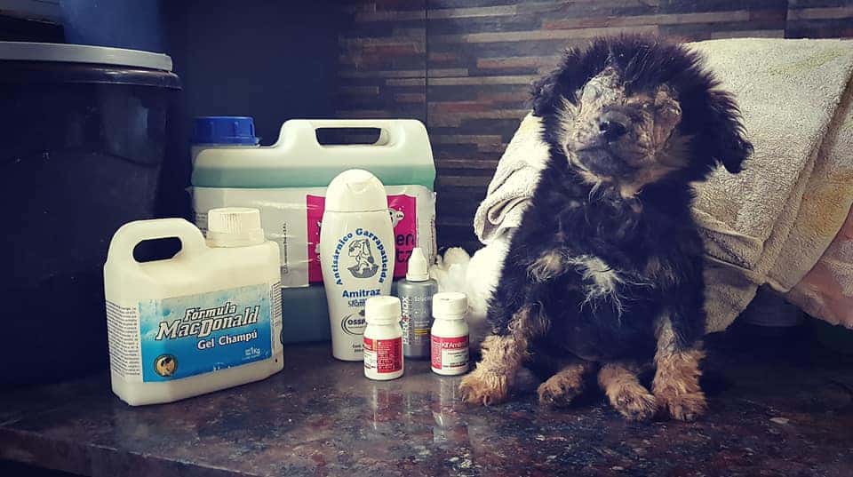 photo-of-a-dog-with-infected-eyes-next-to-medicine-and-products photo of a dog with infected eyes next to medicine and products