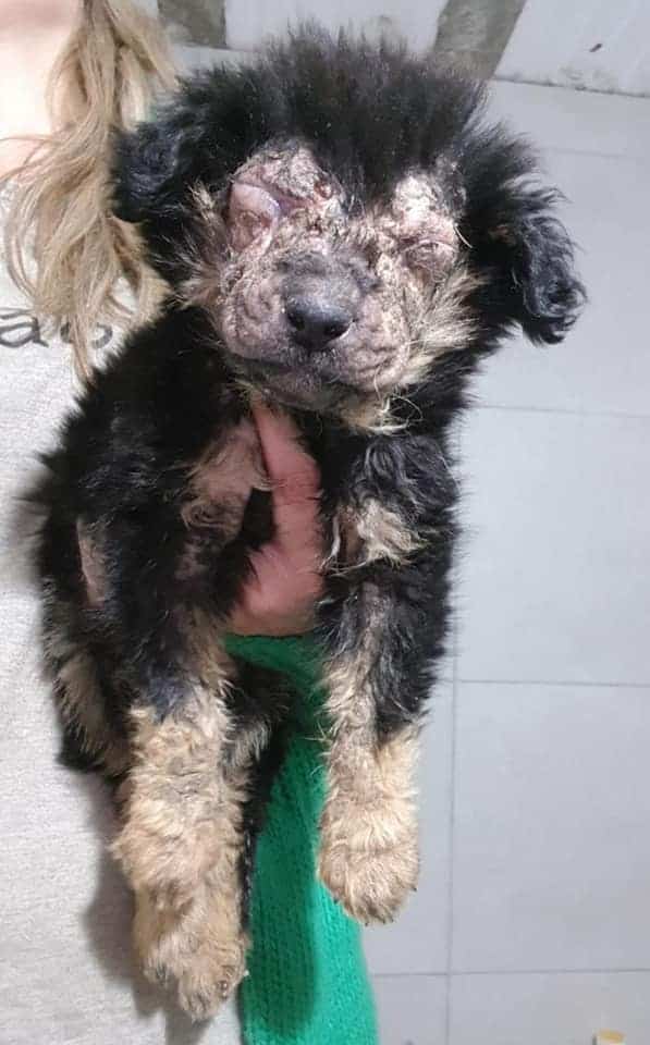 photo-of-an-abandoned-dog-in-a-very-bad-condition photo of an abandoned dog in a very bad condition